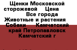 Щенки Московской сторожевой  › Цена ­ 25 000 - Все города Животные и растения » Собаки   . Камчатский край,Петропавловск-Камчатский г.